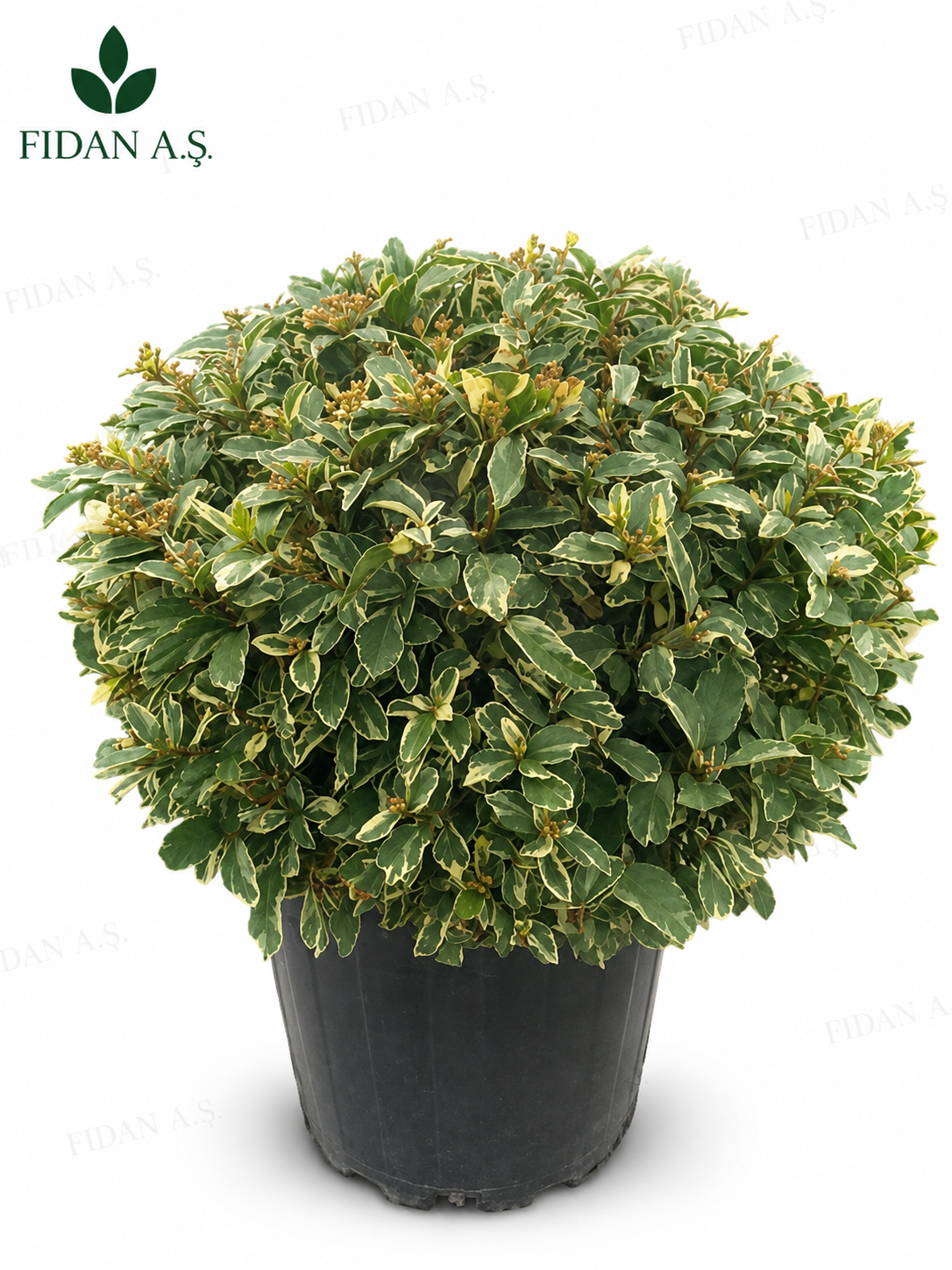 Viburnum Tinus Variegata